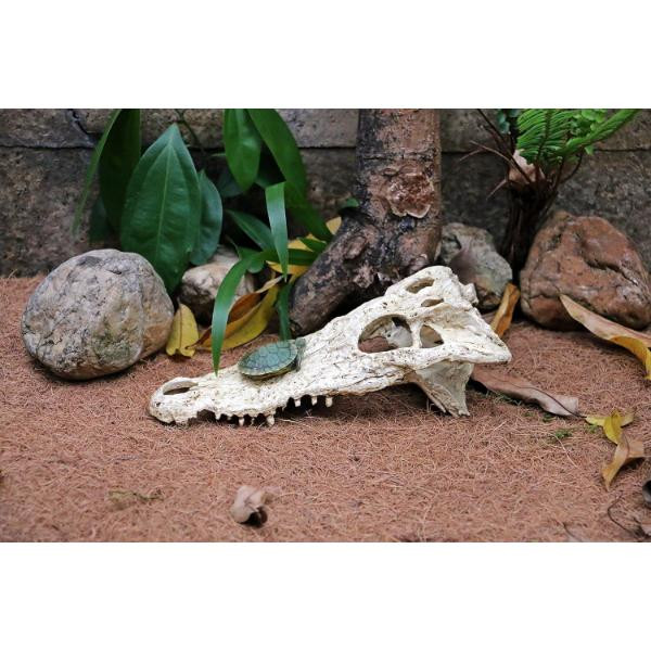 B&K Crocodile Reptile Amphibian Skull Habitat Hide Premium NonToxic Resin